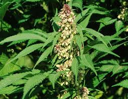 marijuana ، Indian hemp ، وید، کنف